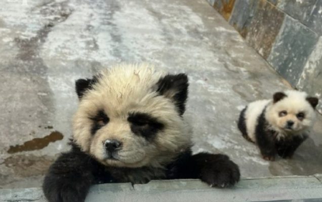 Cani-panda Fonte: https://www.petme.it/wp-content/uploads/2024/05/IMG_3099-e1715791327387-636x400.jpg