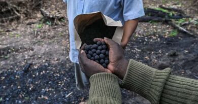 Bombe di semi per combattere la deforestazione Fonte: Seedballs Kenya