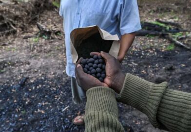 Bombe di semi per combattere la deforestazione Fonte: Seedballs Kenya