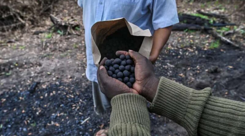 Bombe di semi per combattere la deforestazione Fonte: Seedballs Kenya